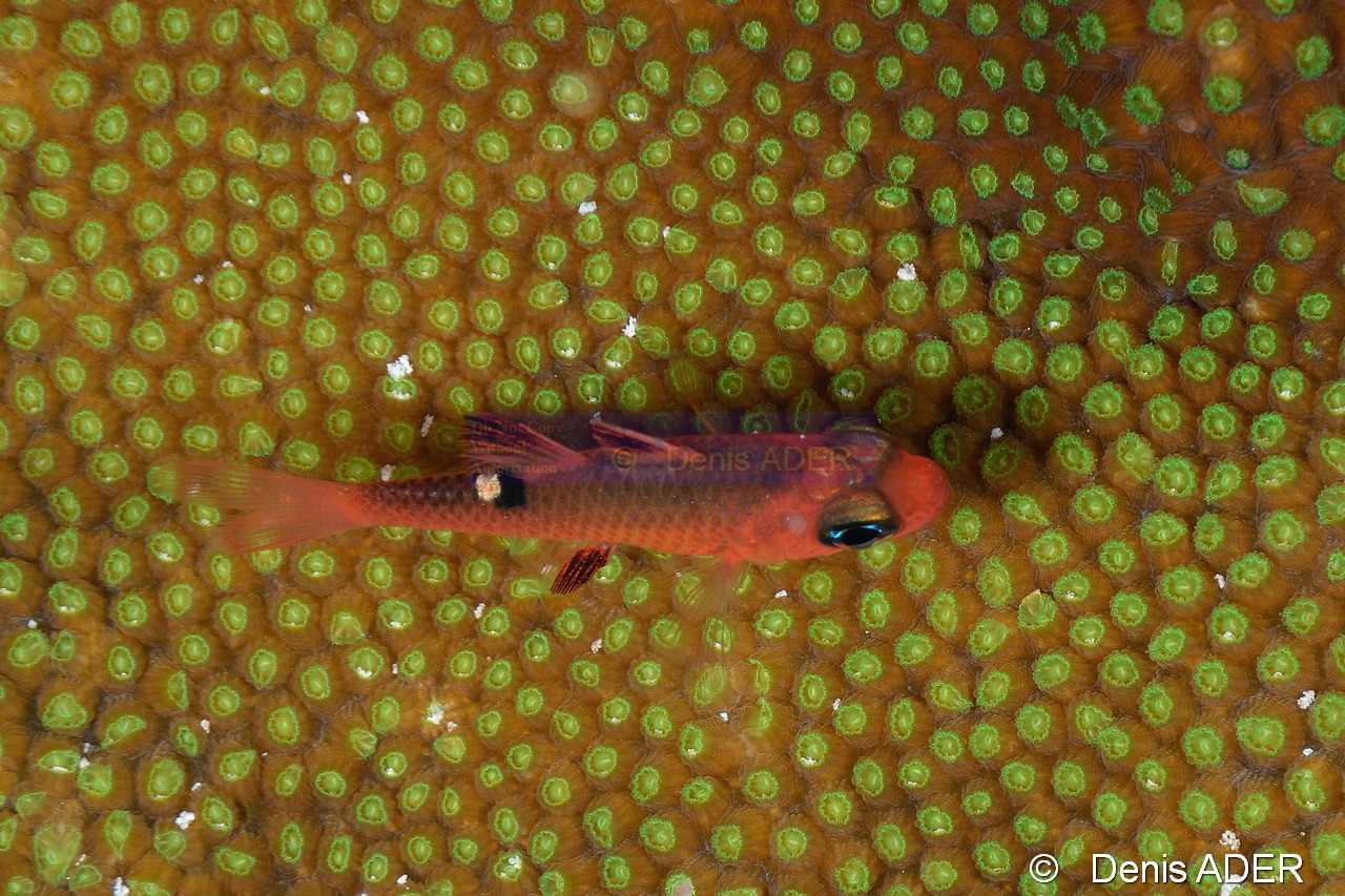 Apogon lachneri apogon a etoile blanche-Bonaire Buddy Reef-11m-20180222nuit-Denis-ADER-DSC_7615_tn.jpg